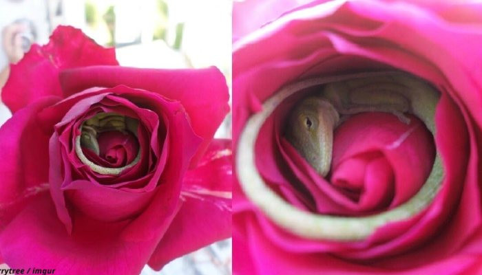 Stunning Pictures Depict A Lizard That Fell Asleep Inside A Rose