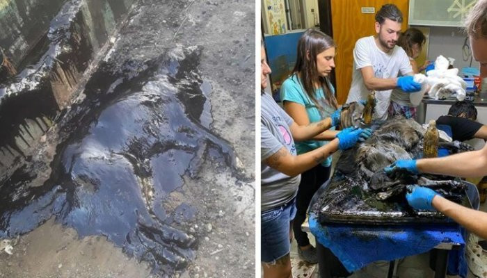 People Discover A Dog 100% Covered In Tar, Work Tirelessly To Save Her, SucceedIf it wasn’t for people who go out of their way to do everything they can to rescue animals in trouble, lots of them would end up badly harmed. Or worse. An Argentinian not-for-profit organization called “Proyecto 4 Patas” and some locals recently rescued a dog named Aloe who was completely covered in tar. She couldn’t move even an inch and it was a group of kids who alerted people to the animal’s plight. Fortunately, members of the organization took it upon themselves to help poor Aloe out. It took 8 volunteers 9 hours of nonstop work, 50 liters of oil, and 3 baths to completely clean the doggo. The silver lining was that Aloe is now healthy and safe, and the problem showed how determined and ready to help the people of Libertad in Buenos Aires really are! From the local kids and neighbors to the police and firefighters, nearly everyone who was there lent a helping hand. Scroll down for Bored Panda’s interview with “Proyecto 4 Patas.”