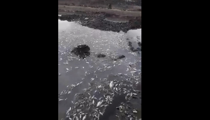 Տաշիրում ջրամբարի ցամաքելու պատճառով ձկները սատկել են