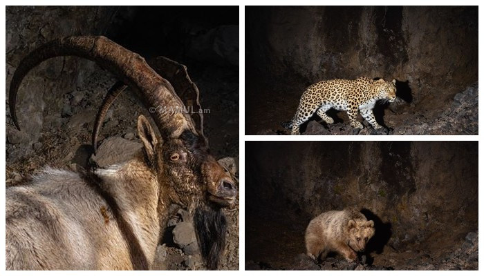 Առաջին անգամ Հայաստանում վայրի կենդանիներին նկարահանել են թվային #SLR ֆոտոխցիկներով
