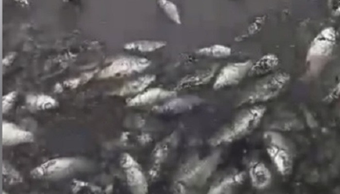 ՀՀ ջրային կոմիտեի որոշումը հանգեցրել է հազարավոր ձկների անկման