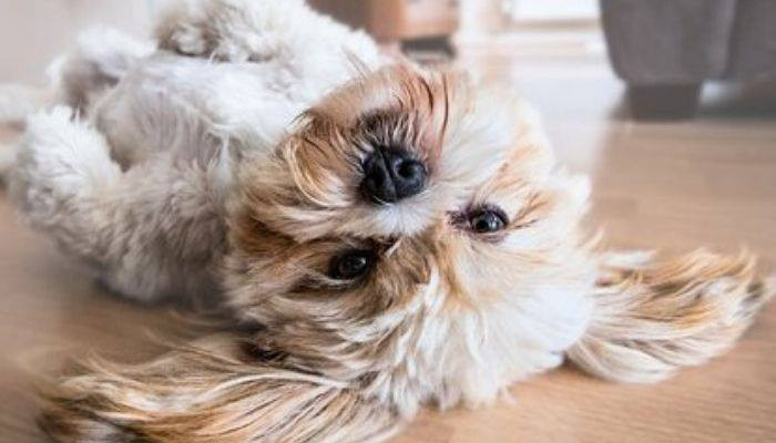 В Гонконге собака заразилась коронавирусом от хозяина