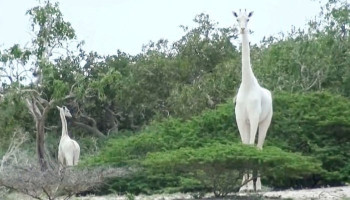 Kenya's only female white giraffe and her calf are killed by poachers - leaving just ONE in the world