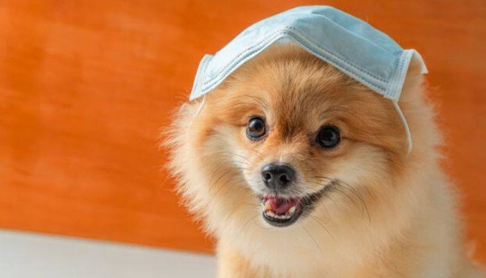 Единственная собака с коронавирусом умерла