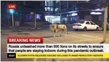 «Путин выпустил 500 львов на улицы для соблюдения карантина». Фейковая новость, вышедшая из-под контроля