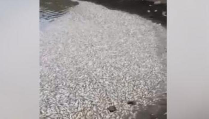 Ձկների զանգվածային անկում Սևաբերդի ջրամբարում. պատասխանատուներն արձագանքել են