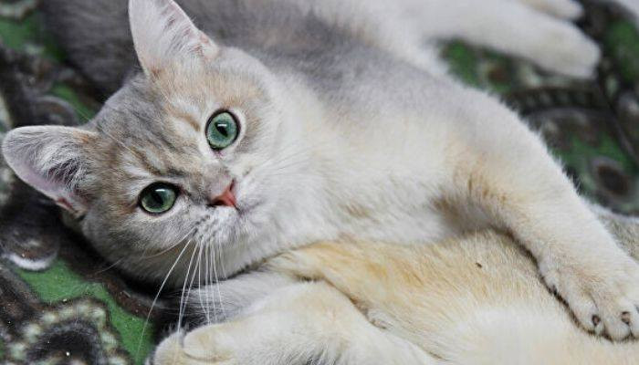 Ընտանի կատուն Հոնկոնգում վարակվել է #COVID_19 կորոնավիրուսով․ #RT