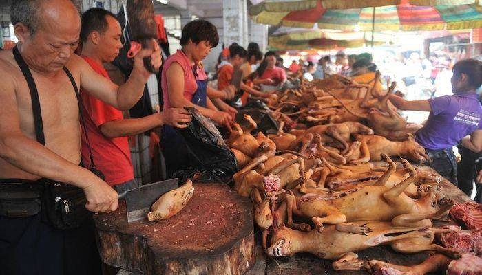 Չինաստանում առաջին անգամ արգելվել է շներ ու կատուներ ուտել․ #BBCNews