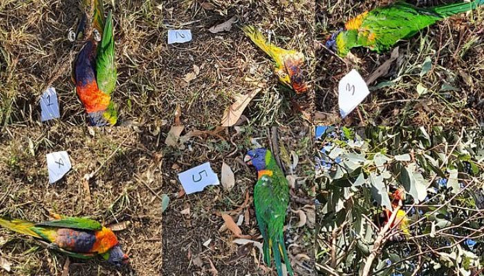 Առեղծվածային վարակը հարյուրավոր թռչունների է սպանում Ավստրալիայում