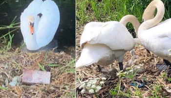 Swan 'dies from broken heart' after heartless yobs smashed her eggs with bricks
