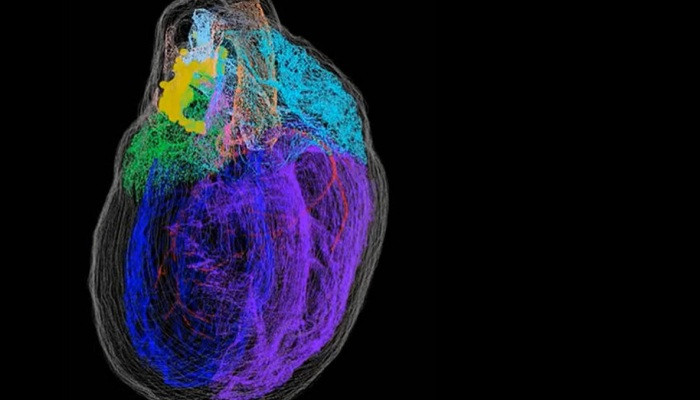 У сердца найден собственный маленький «мозг»
