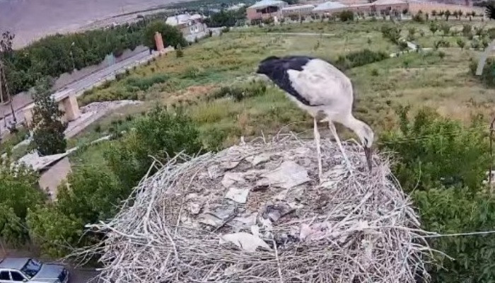 White stork nest cam in Armenia by NABU