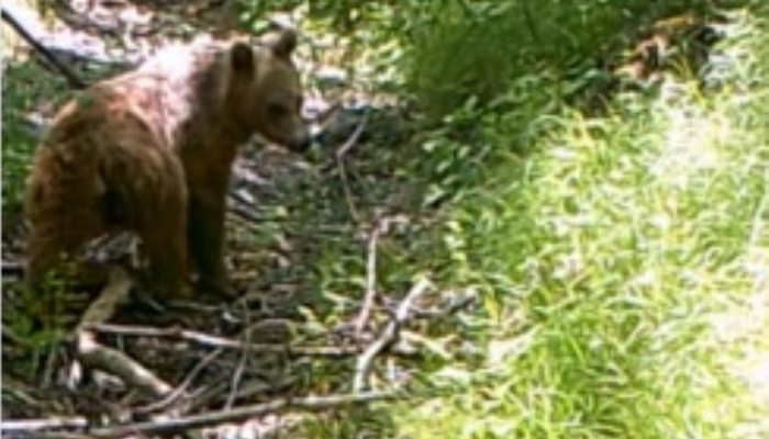 Do you remember the Brown Bears of Artavan