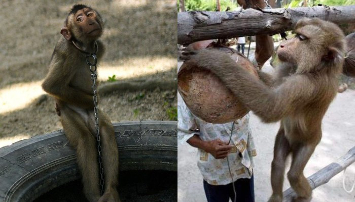 Կապիկների ստրկական աշխատանքը Թայլանդում