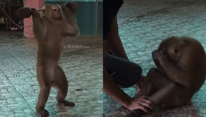 Цирковое рабство: обезьяну заставляют отжиматься и поднимать тяжести