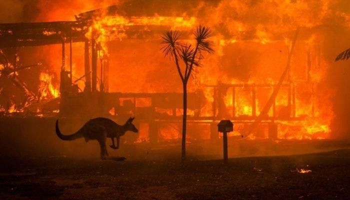 Свыше 3 млрд животных погибли в Австралии из-за лесных пожаров менее чем за год