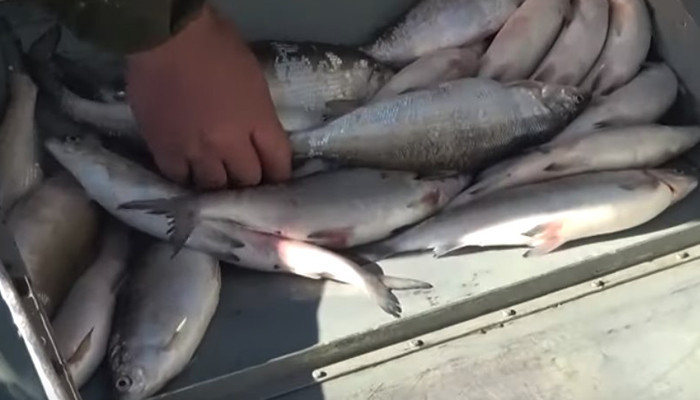 Բացահայտվել է Սևանա լճից շուրջ 127 տոննա ձկների ապօրինի արդյունահանման հանցավոր սխեմա