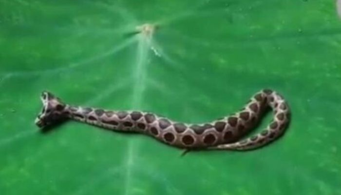 Двуглавую змею поймали в Мумбаи, Индия