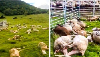 Молния убила более 30 овец в Сорогаине, Испания