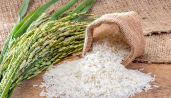 Increased global mortality linked to arsenic exposure in rice-based diets