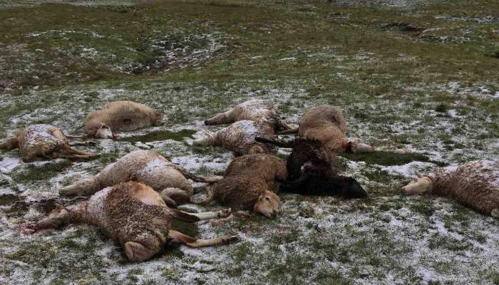 Կայծակից սատկել են սիսիանցու տասնյակ ոչխարներ