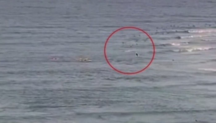 Great white shark stalks a surfer before mauling him to death at a Gold Coast beach