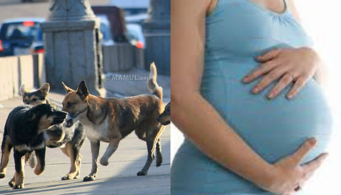 Վնասազերծման կենտրոնի պարզաբանումը՝ հղի կնոջ վրա շների հարձակման դեպքից