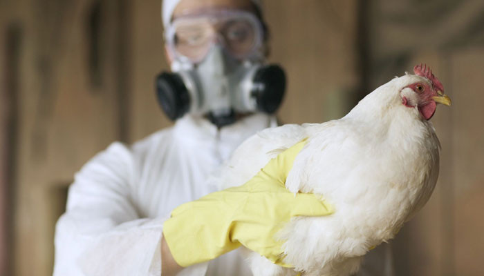 Япония назвала вспышку птичьего гриппа рекордной по масштабам
