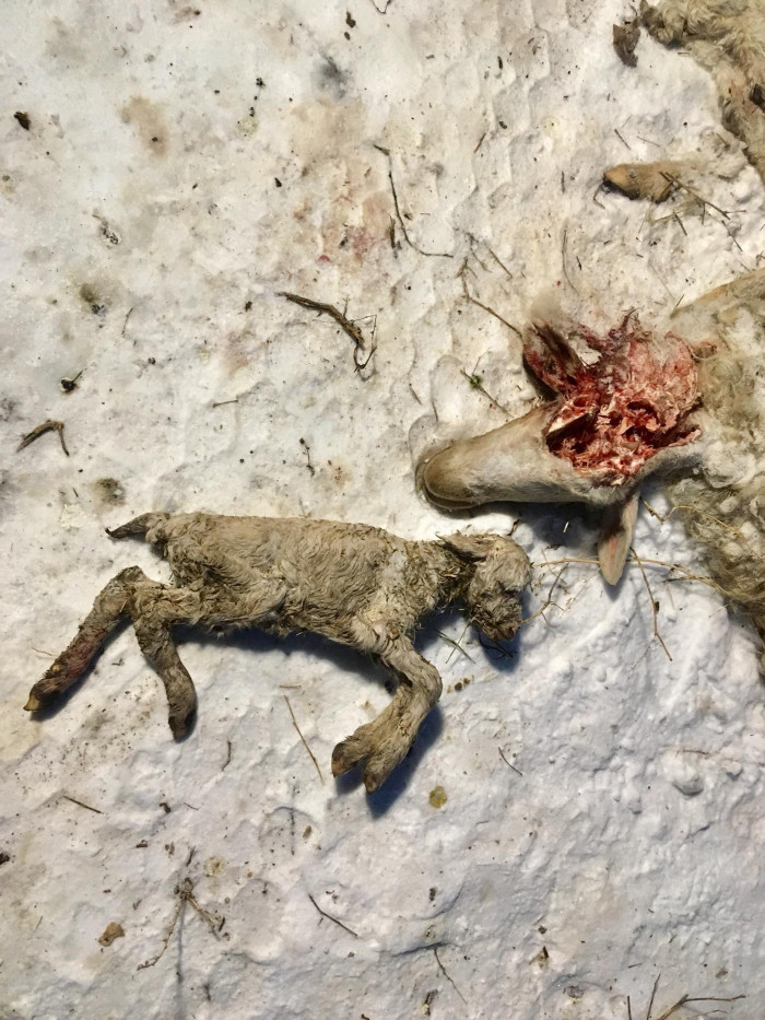 Շների գազազած ոհմակը Երևանում հոշոտել է 207 գլուխ ոչխար
