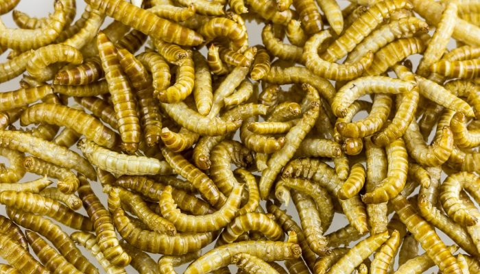 ЕС признал мучных червей пригодными для употребления в пищу