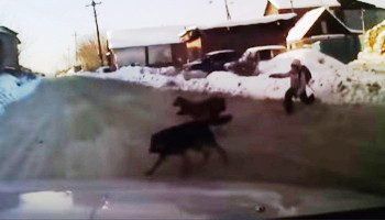 В Иркутске водитель спас девочку от стаи собак, протаранив животных