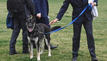 The Bidens' younger dog, Major, to undergo additional training after biting incidents