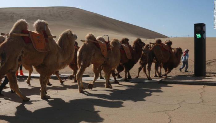 Попридержите копыта: в Китае установили светофор для верблюдов