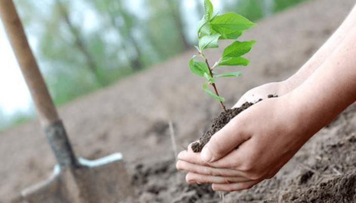 Հայաստանում համապետական ծառատունկ է. այսօր նախատեսվում է շուրջ 360,000 ծառ տնկել