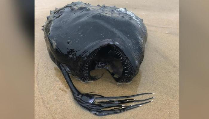 Необычную глубоководную рыбу нашли на берегу Калифорнии