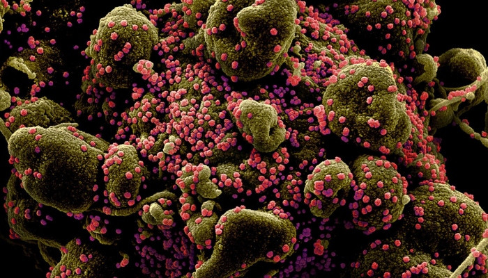 Бразильские ученые выявили новую разновидность коронавируса