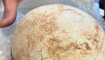 A Cretaceous dinosaur egg appears among the parcels at customs at the airport