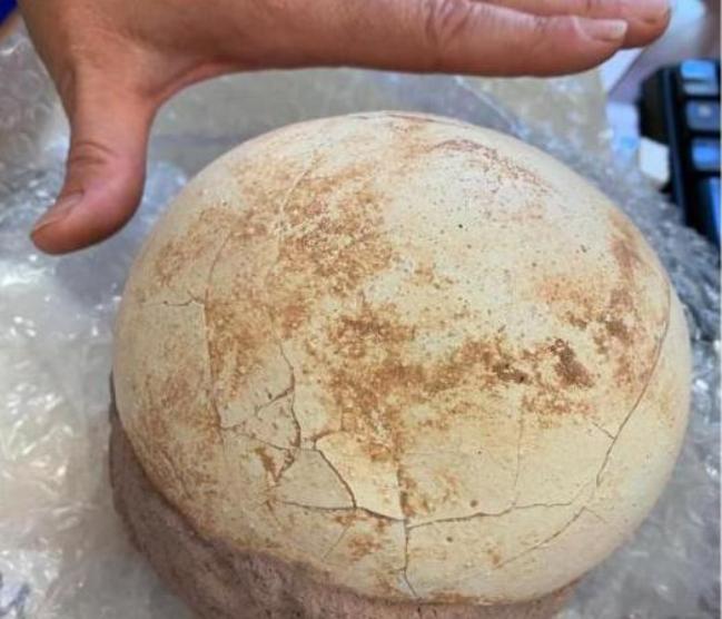 Իտալիայի օդանավակայանում դինոզավրի ձու է հայտնաբերվել