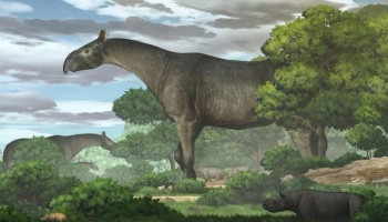 В Китае нашли останки гигантского носорога