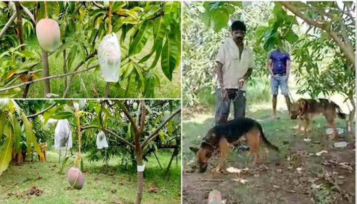 Indian man hires security for one of the most expensive mangoes in the world
