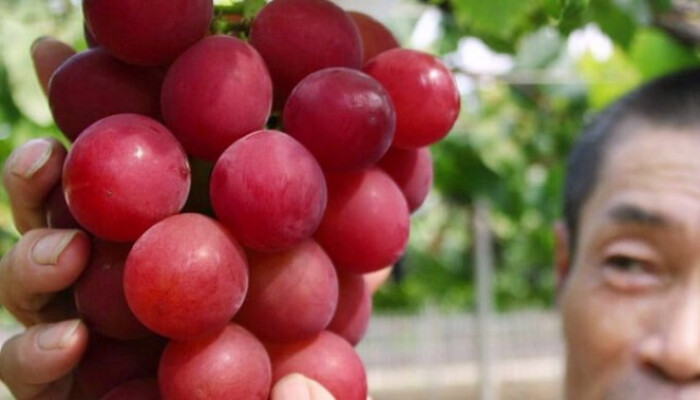 В Японии гроздь винограда продали за $12,7 тыс.