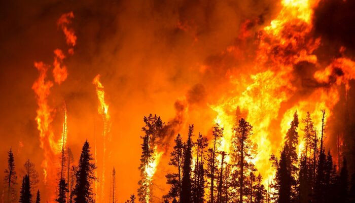 В Турции в ходе борьбы с лесными пожарами локализовали 70 из 81 очага возгорания