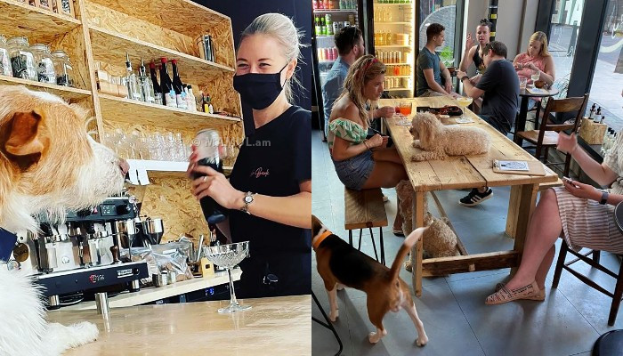 Cocktails for pets and people, now being served at a new bar