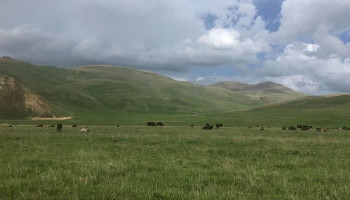 Azerbaijani servicemen stole 8 cows and 1 bull belonging to 3 families of Davit Bek villages, Kapan Front, Syunik province of Armenia. checked alarms