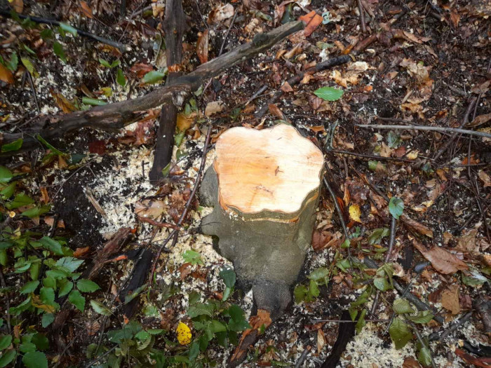 Գուգարքի անտառտնտեսության տարածքում հայտնաբերել է ապօրինի հատված 39 ծառ․ շրջակա միջավայրին հասցված վնասը գերազանցում է 900.000 դրամը