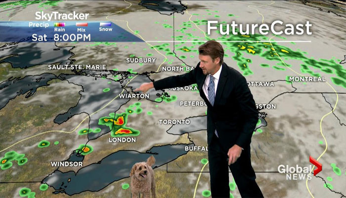 Собака ведущего ворвалась в прогноз погоды канадского телевидения