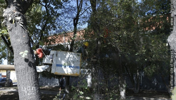 Երևանում մեկնարկել է ծառերի աշնանային էտը