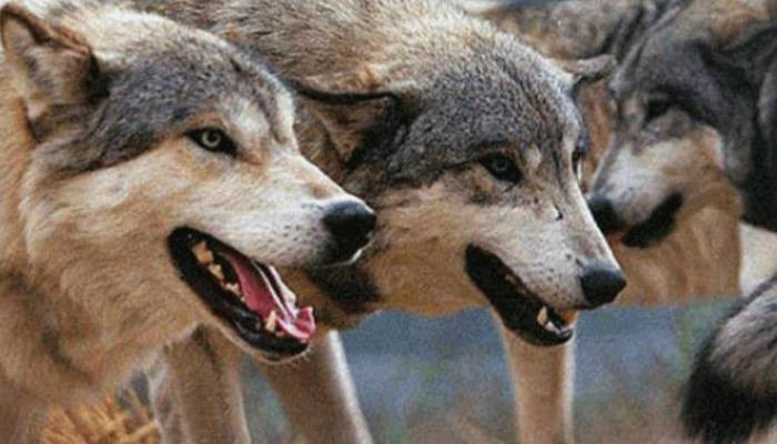 В одной из российских областей отстреляют всех волков