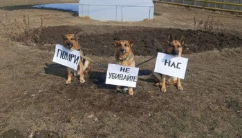 «Գյումրիի շները դիմում են Գյումրիում տեղակայված ՌԴ 102-րդ ռազմաբազայի ղեկավարությանը». Հեքիմյան