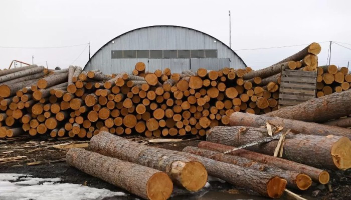 В России начал снижаться объем заготовки древесины